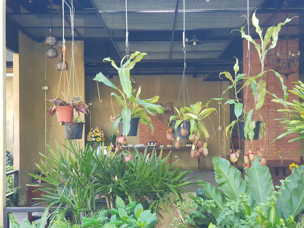 פראן בורי Palm Pran Resort מראה חיצוני תמונה